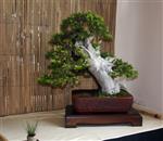 SBA-National Bonsai Exhibition 2014 (25).jpg